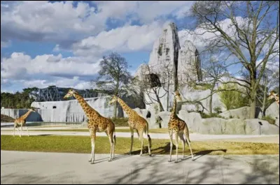 R&eacute;nov&eacute; dans les ann&eacute;es 2000, apr&egrave;s 6 ans de fermeture il a rouvert ses portes en 2014, le Jardin Zoologique de Paris plus connu sous le nom de Zoo de Vincennes et r&eacute;f&eacute;renc&eacute; par son embl&eacute;matique rocher de plus de 65 m&egrave;tres de haut. &Agrave; quand remonte la date de son inauguration ?
