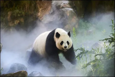Vrai ou faux : les pandas sont en voie de disparition :