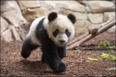 Combien de temps dure le gestation du panda ?