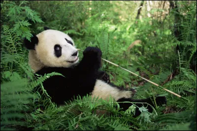 De quoi se nourrit le panda géant ?