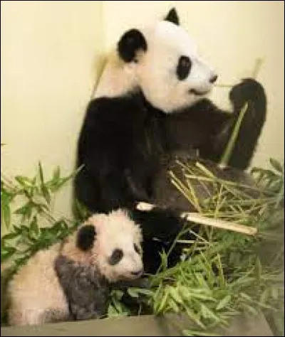 À quel âge les bébés pandas deviennent-ils adultes ?