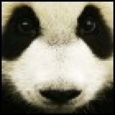 Quel est le poids d'un panda géant adulte ?