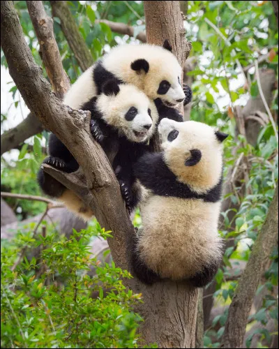 Comment vivent les pandas géants ?