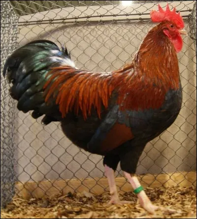 De quelle race est ce coq ?