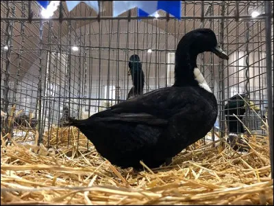 De quelle race est cette cane ?