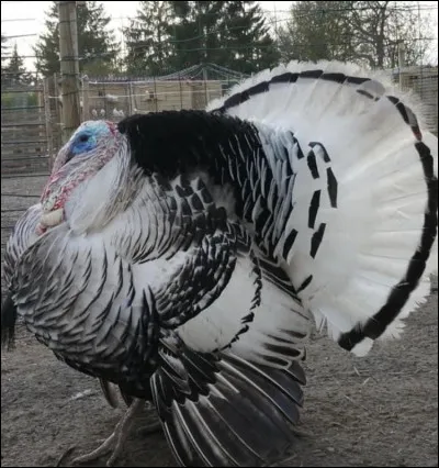 De quelle race est ce dindon ?