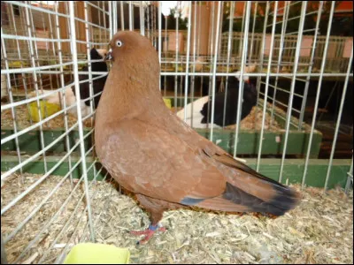 Quelle est cette race de pigeon ?