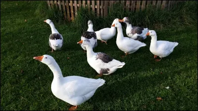 De quelle race sont ces oies ?