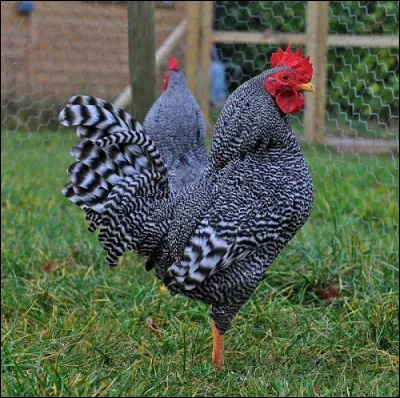 De quelle race est ce coq ?