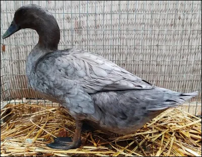 De quelle race est cette cane ?