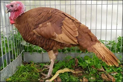 De quelle race est ce dindon ?