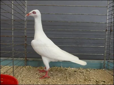 De quelle race est ce pigeon blanc ?
