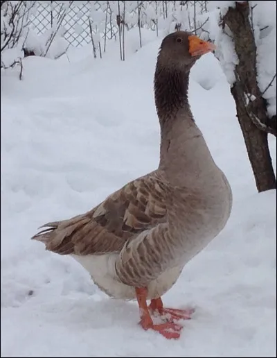 De quelle race est cette oie ?