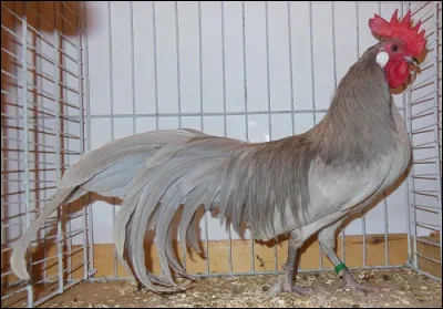Ce coq est de race...