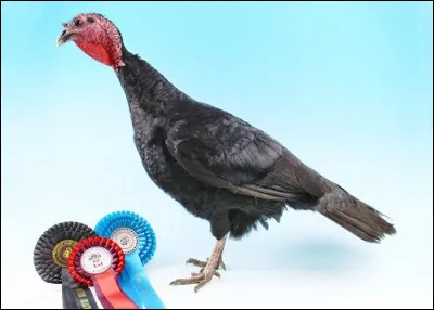De quelle race est cette dinde ?
