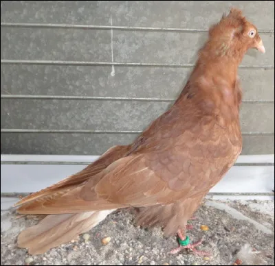 Quel est ce jeune pigeon ?