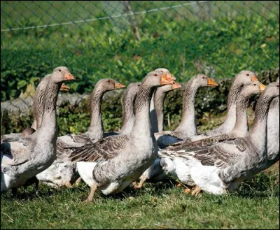 De quelle race est ce groupe d'oies ?