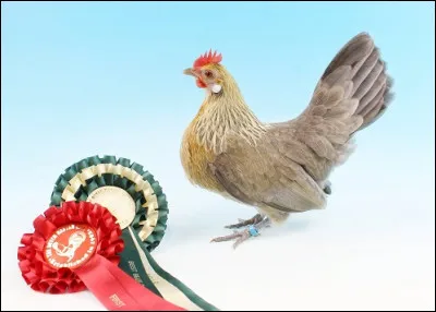 À quelle race appartient cette poule ?