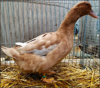 Ceci est une cane de race :