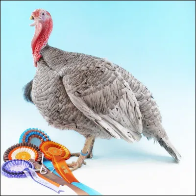 De quelle race est ce beau dindon ?
