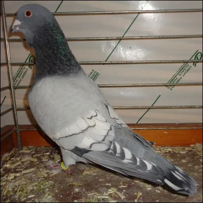 Quel est le surnom des variétés à barres blanches du pigeon libanais ?