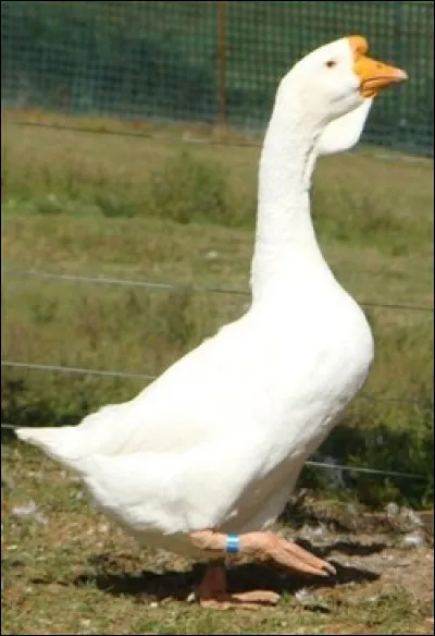 De quelle race est ce sujet ?