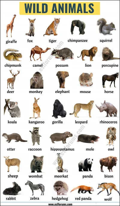 Quels animaux Ron a eu, a, ou aura ?