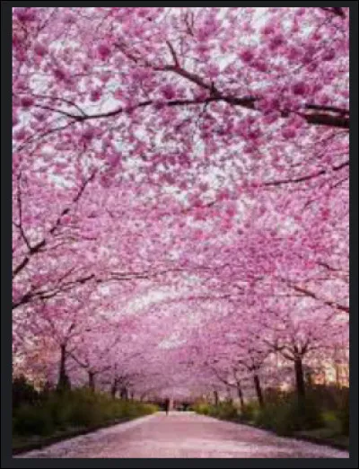 Qu'aimerais-tu changer ou faire dans ton monde ?