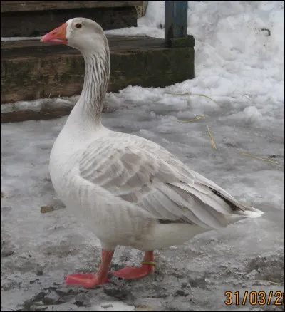 De quelle race est cette oie ?