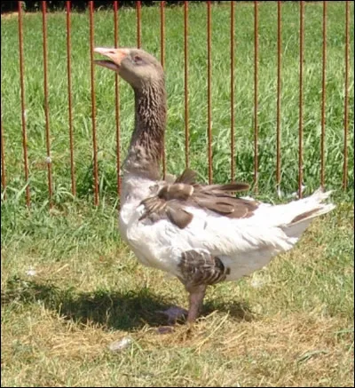 De quelle race est cette oie ?