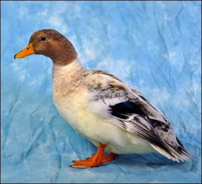 De quelle race est ce canard ?