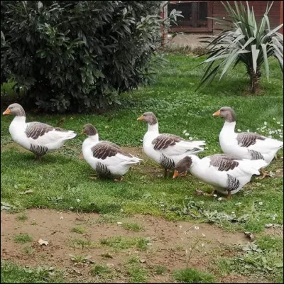De quelle race est ce groupe d'oies ?