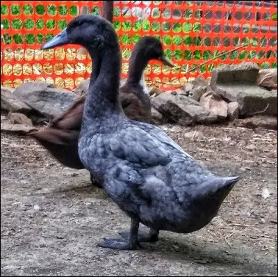 De quelle race est ce canard ?