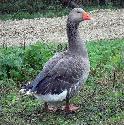 De quelle race est cette oie ?