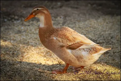 De quelle race est ce canard ?