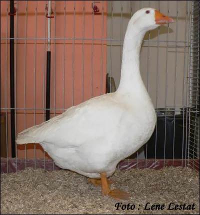 De quelle race est cette oie ?