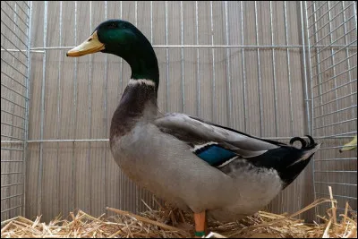 De quelle race est ce canard ?