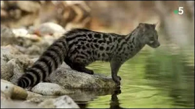 La genette fait partie de la famille des...