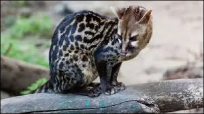 Quel est son poids adulte ?