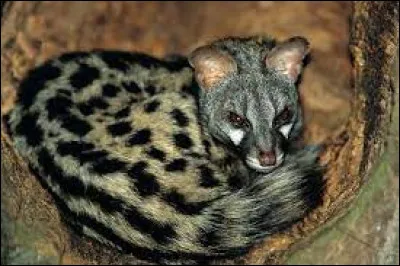 Quelle est la durée de la gestation d'une genette ?