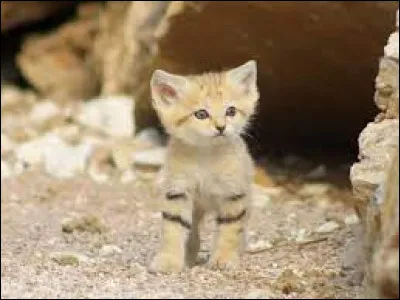 Il vit dans les r&eacute;gions d&eacute;sertiques, voici le chat...