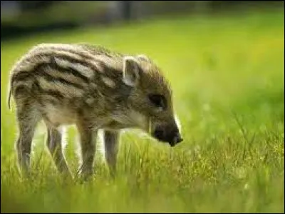Le petit du sanglier est un mocassin.