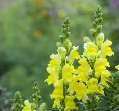 Le muflier porte aussi le nom de pied d'alouette.