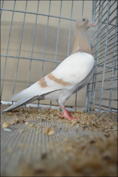 Quelle est cette race ?