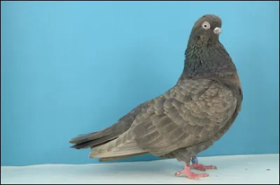 Quelle est cette race ?