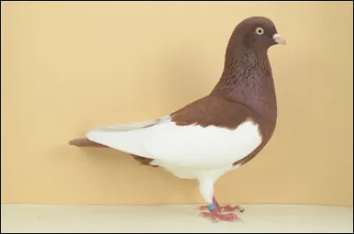 Quelle est cette race ?