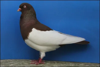 Quelle est cette race ?