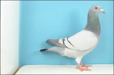 Quelle est cette race ?