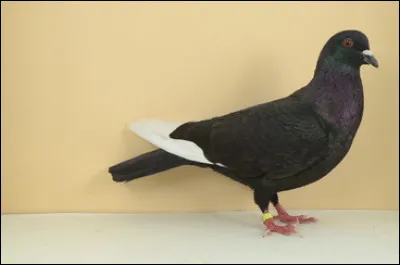 Quelle est cette race ?