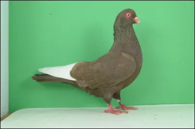 Quelle est cette race ?